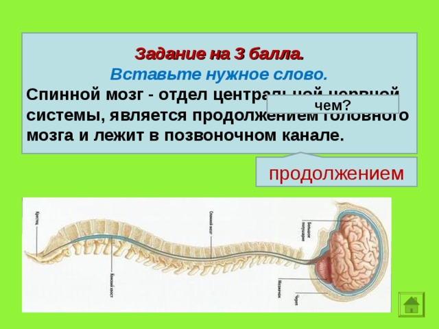 Задание на 3 балла. Вставьте нужное слово. Спинной мозг - отдел центральной нервной системы, является продолжением головного мозга и лежит в позвоночном канале. чем? продолжением  