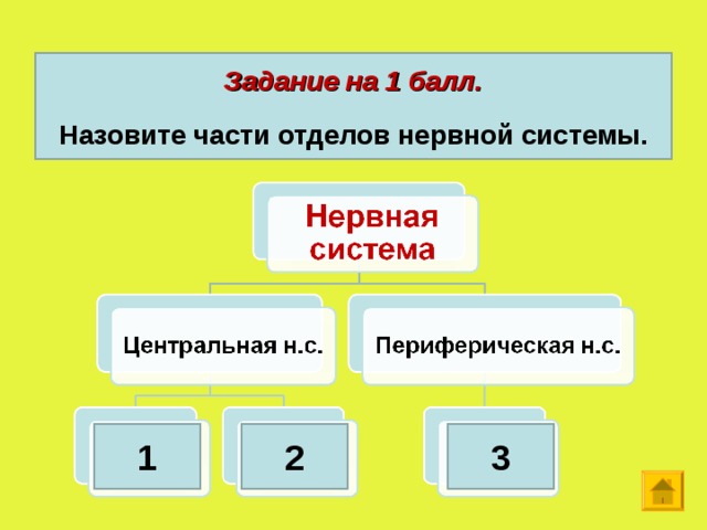 Задание на 1 балл.  Назовите части отделов нервной системы. 1 2 3  