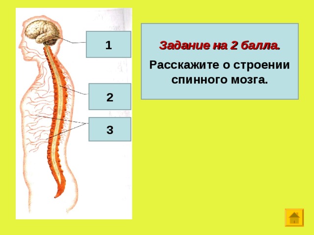 Задание на 2 балла.  Расскажите о строении спинного мозга. 1 2 3  
