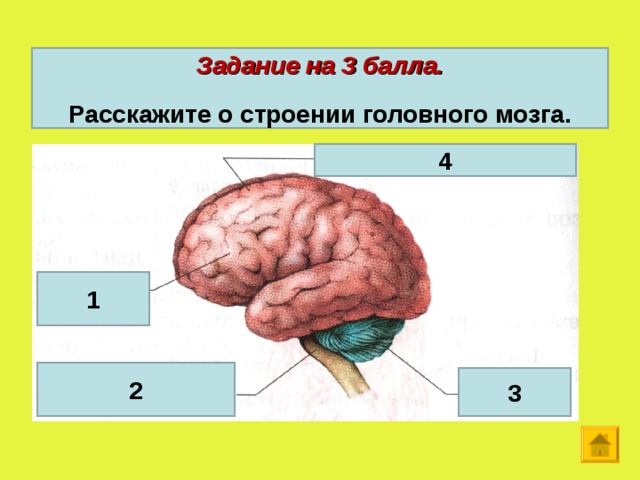 Задание на 3 балла.  Расскажите о строении головного мозга. 4 1 2 3  