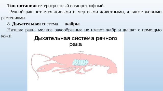 Тип питания: гетеротрофный и сапротрофный.  Речной рак питается живыми и мертвыми животными, а также живыми растениями. 8. Дыхательная система — жабры . Низшие раки- мелкие ракообразные не имеют жабр и дышат с помощью кожи. 