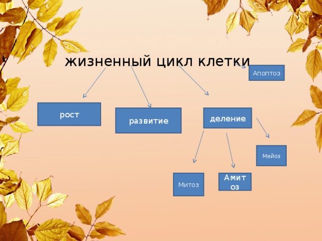 жизненный цикл клетки Апоптоз рост деление развитие Мейоз Митоз Амитоз 