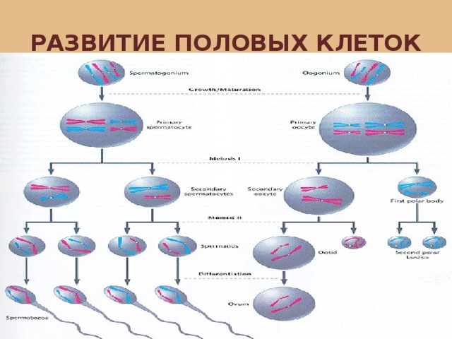 РАЗВИТИЕ ПОЛОВЫХ КЛЕТОК 