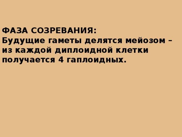 ФАЗА СОЗРЕВАНИЯ: Будущие гаметы делятся мейозом – из каждой диплоидной клетки получается 4 гаплоидных. 