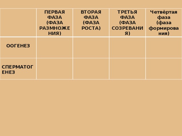  ПЕРВАЯ ФАЗА (ФАЗА РАЗМНОЖЕНИЯ) ВТОРАЯ ФАЗА ООГЕНЕЗ  (ФАЗА РОСТА) ТРЕТЬЯ ФАЗА СПЕРМАТОГЕНЕЗ (ФАЗА СОЗРЕВАНИЯ) Четвёртая фаза (фаза формирования) 