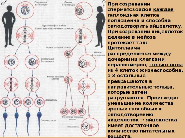 При созревании сперматозоидов каждая гаплоидная клетка полноценна и способна оплодотворить яйцеклетку. При созревании яйцеклеток деление в мейозе протекает так: Цитоплазма распределяется между дочерними клетками неравномерно; только одна из 4 клеток жизнеспособна, а 3 остальные превращаются в направительные тельца, которые затем разрушаются. Происходит уменьшение количества зрелых способных к оплодотворению яйцеклеток → яйцеклетка имеет достаточное количество питательных веществ. 