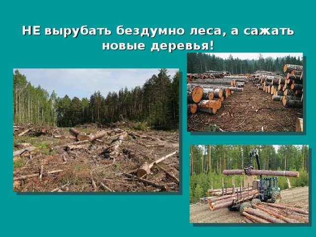 НЕ вырубать бездумно леса, а сажать новые деревья! 
