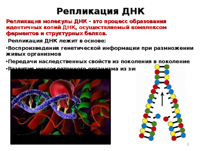 Репликация ДНК Репликация молекулы ДНК – это процесс образования идентичных копий ДНК, осуществляемый комплексом ферментов и структурных белков.  Репликация ДНК лежит в основе: Воспроизведения генетической информации при размножении живых организмов Передачи наследственных свойств из поколения в поколение Развития многоклеточного организма из зиготы   
