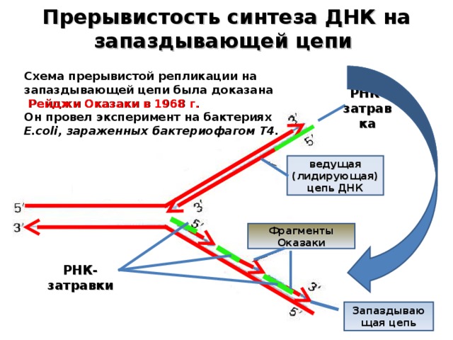 Прерывистость синтеза ДНК на запаздывающей цепи Схема прерывистой репликации на запаздывающей цепи была доказана  Рейджи Оказаки в 1968 г. Он провел эксперимент на бактериях E.coli, зараженных бактериофагом Т4. РНК-затравка ведущая (лидирующая) цепь ДНК Фрагменты Оказаки РНК-затравки Запаздывающая цепь  
