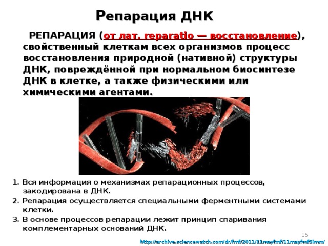   Р епарация ДНК       РЕПАРАЦИЯ ( от лат. reparatio — восстановление ), свойственный клеткам всех организмов процесс восстановления природной (нативной) структуры ДНК, повреждённой при нормальном биосинтезе ДНК в клетке, а также физическими или химическими агентами.  1. Вся информация о механизмах репарационных процессов, закодирована в ДНК. 2. Репарация осуществляется специальными ферментными системами клетки. 3. В основе процессов репарации лежит принцип спаривания комплементарных оснований ДНК.    http://archive.sciencewatch.com/dr/fmf/2011/11mayfmf/11mayfmfSimm/ 