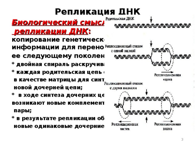 Репликация ДНК Биологический смысл  репликации ДНК : копирование генетической информации для переноса ее следующему поколению : * двойная спираль раскручивается; * каждая родительская цепь служит  в качестве матрицы для синтеза  новой дочерней цепи; * в ходе синтеза дочерних цепей возникают новые комплементарные  пары; * в результате репликации образуются две  новые одинаковые дочерние цепи.   