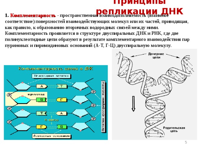 Принципы репликации ДНК 1.  Комплементарность  -  пространственная взаимодополняемость (взаимное соответствие) поверхностей взаимодействующих молекул или их частей, приводящая, как правило, к образованию вторичных водородных связей между ними. Комплементарность проявляется в структуре двуспиральных ДНК и РНК, где две полинуклеотидные цепи образуют в результате комплементарного взаимодействия пар пуриновых и пиримидиновых оснований (А-Т, Г-Ц) двуспиральную молекулу.    