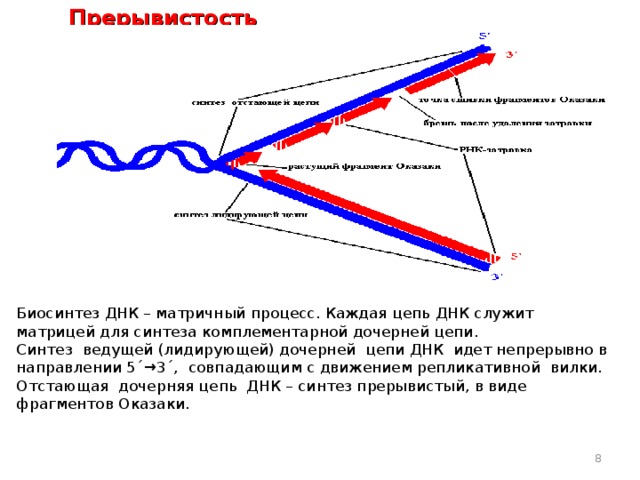 Прерывистость    Биосинтез ДНК – матричный процесс. Каждая цепь ДНК служит матрицей для синтеза комплементарной дочерней цепи. Синтез  ведущей (лидирующей) дочерней цепи ДНК идет непрерывно в направлении 5 ´→ 3 ´ , совпадающим с движением репликативной вилки. Отстающая дочерняя цепь ДНК – синтез прерывистый, в виде фрагментов Оказаки.  