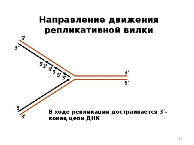 Направление движения репликативной вилки В ходе репликации достраивается 3ʹ- конец цепи ДНК  