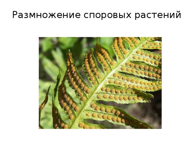 Размножение споровых растений   