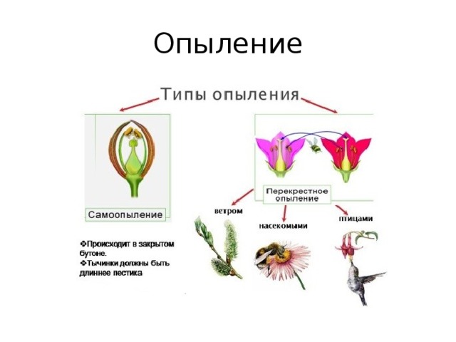 Опыление 