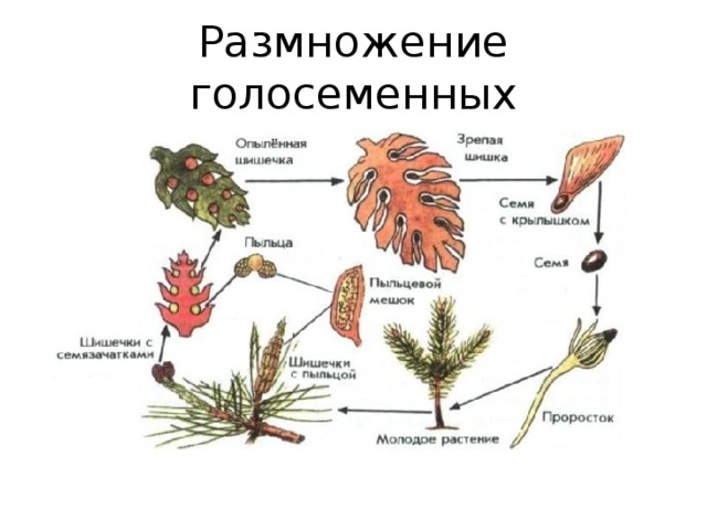 Размножение голосеменных 