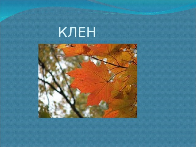 КЛЕН 