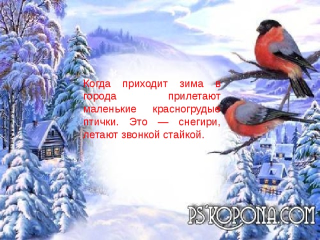 Когда приходит зима в города прилетают маленькие красногрудые птички. Это — снегири, летают звонкой стайкой. 
