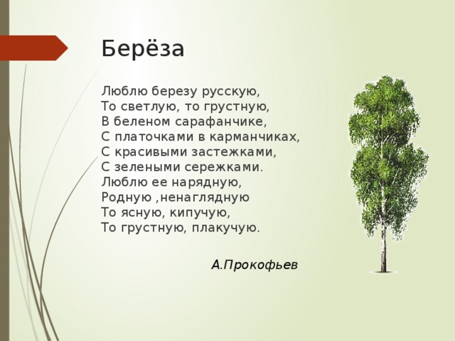 Берёза Люблю березу русскую,  То светлую, то грустную,  В беленом сарафанчике,  С платочками в карманчиках,  С красивыми застежками,  С зелеными сережками.  Люблю ее нарядную, Родную ,ненаглядную То ясную, кипучую,  То грустную, плакучую. А.Прокофьев 