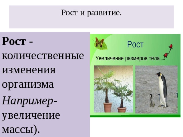 Рост и развитие.   Рост - количественные изменения организма Например - увеличение массы). 
