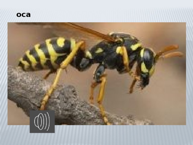 оса 