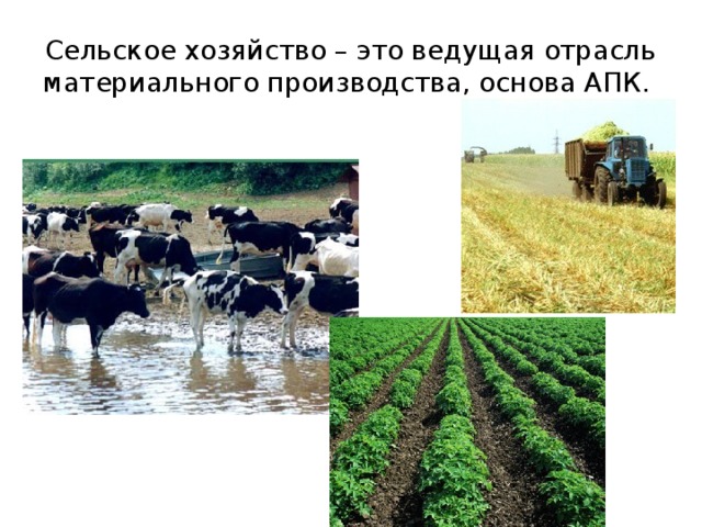 Сельское хозяйство – это ведущая отрасль материального производства, основа АПК. 