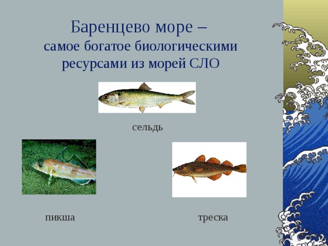Баренцево море –  самое богатое биологическими ресурсами из морей СЛО сельдь треска пикша 
