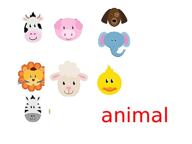animal 