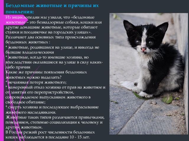 Бездомные животные и причины их появления: Из энциклопедии мы узнали, что «бездомные животные – это безнадзорные собаки, кошки или другие домашние животные, которые обитают стаями и поодиночке на городских улицах». Различают два основных типа происхождения бездомных животных : * животные, родившиеся на улице, и никогда не бывшие владельческими * животные, когда-то имевшие хозяина, но впоследствии оказавшиеся на улице в силу каких-либо причин Какие же причины появления бездомных животных можно выделить? * нечаянная потеря животного; * намеренный отказ хозяина от прав на животное и от занятия его перепристройством, сопровождаемое выпусканием животного в свободное обитание; * смерть хозяина и последующее выбрасывание животного наследниками. Животные таких типов различаются привычками, поведением, степенью социализации к человеку и другим животным. В России резкий рост численности бездомных кошек наблюдается в последние 10 - 15 лет. 