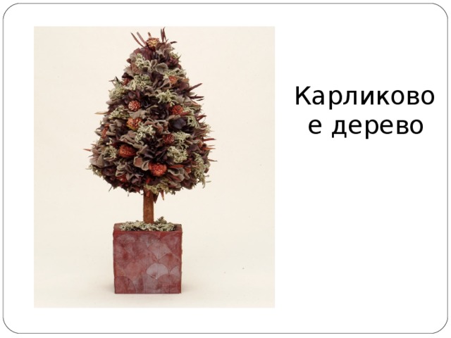 Карликовое дерево 