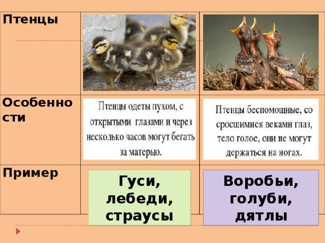 Птенцы Особенности Пример Гуси, лебеди, страусы Воробьи, голуби, дятлы 