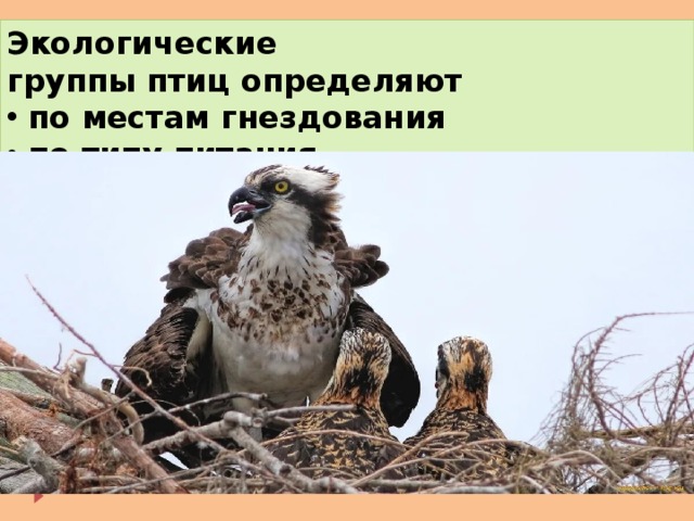 Экологические группы птиц определяют  по местам гнездования  по типу питания 