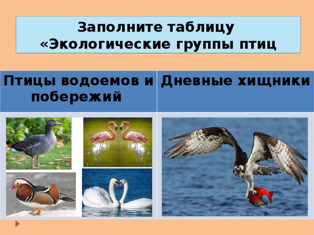 Заполните таблицу «Экологические группы птиц Птицы водоемов и побережий Дневные хищники 