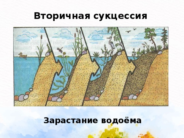 Вторичная сукцессия  Зарастание водоёма 