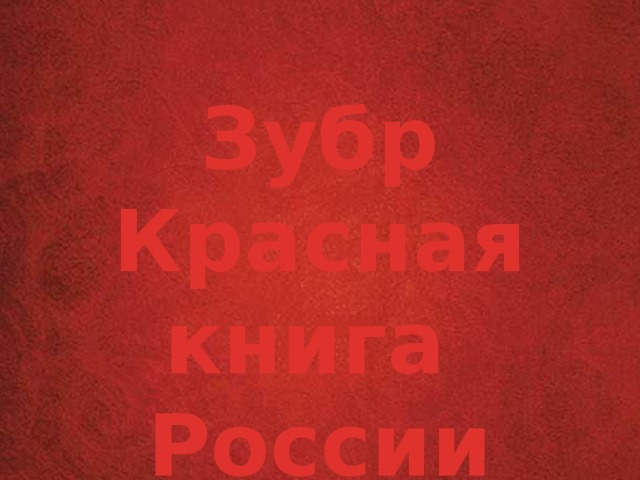 Зубр Красная книга России 