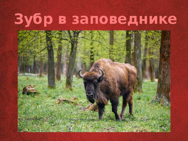 Зубр в заповеднике 