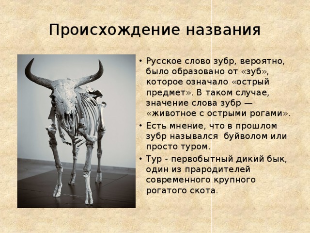 Происхождение названия Русское слово зубр, вероятно, было образовано от «зуб», которое означало «острый предмет». В таком случае, значение слова зубр — «животное с острыми рогами». Есть мнение, что в прошлом зубр назывался буйволом или просто туром. Тур - первобытный дикий бык, один из прародителей современного крупного рогатого скота. 