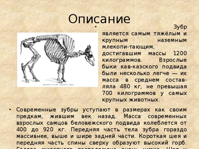 Описание       Зубр является самым тяжёлым и крупным наземным млекопи-тающим, достигавшим массы 1200 килограммов. Взрослые быки кав-казского подвида были несколько легче — их масса в среднем состав-ляла 480 кг, не превышая 700 килограммов у самых крупных животных. Современные зубры уступают в размерах как своим предкам, жившим век назад. Масса современных взрослых самцов беловежского подвида колеблется от 400 до 920 кг. Передняя часть тела зубра гораздо массивнее, выше и шире задней части. Короткая шея и передняя часть спины сверху образуют высокий горб. Голова животного расположена очень низко. Шея у зубров мощная, ноги сильные, толстые, причем передние намного короче задних. 