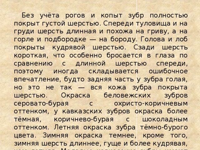 Без учёта рогов и копыт зубр полностью покрыт густой шерстью. Спереди туловища и на груди шерсть длинная и похожа на гриву, а на горле и подбородке — на бороду. Голова и лоб покрыты кудрявой шерстью. Сзади шерсть короткая, что особенно бросается в глаза по сравнению с длинной шерстью спереди, поэтому иногда складывается ошибочное впечатление, будто задняя часть у зубра голая, но это не так — вся кожа зубра покрыта шерстью. Окраска беловежских зубров серовато-бурая с охристо-коричневым оттенком, у кавказских зубров окраска более тёмная, коричнево-бурая с шоколадным оттенком. Летняя окраска зубра тёмно-бурого цвета. Зимняя окраска темнее, кроме того, зимняя шерсть длиннее, гуще и более кудрявая, чем летняя. Молодые кавказские зубры имеют красноватый оттенок окраски, а беловежские серого цвета. У зубра хорошо развиты обоняние и слух, а зрение чуть хуже. 