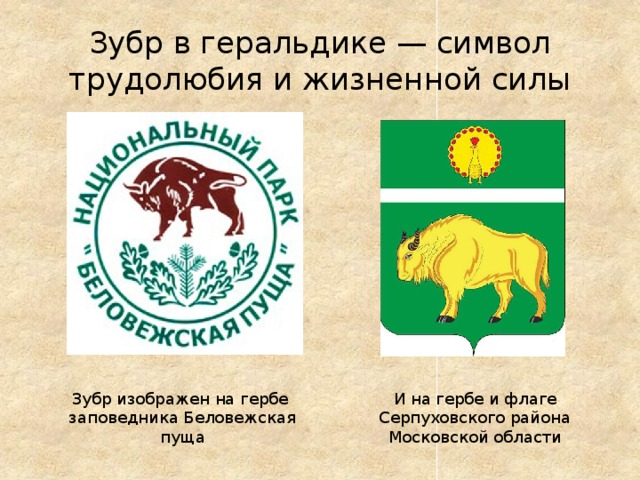 Зубр в геральдике — символ трудолюбия и жизненной силы Зубр изображен на гербе  заповедника Беловежская пуща И на гербе и флаге Серпуховского района Московской области 