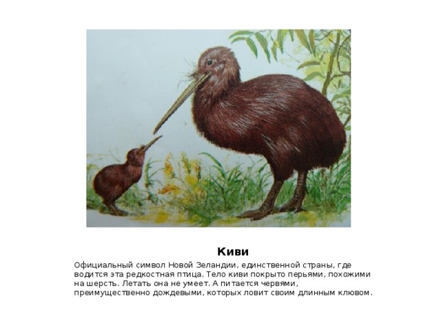  Киви Официальный символ Новой Зеландии, единственной страны, где водится эта редкостная птица. Тело киви покрыто перьями, похожими на шерсть. Летать она не умеет. А питается червями, преимущественно дождевыми, которых ловит своим длинным клювом. 
