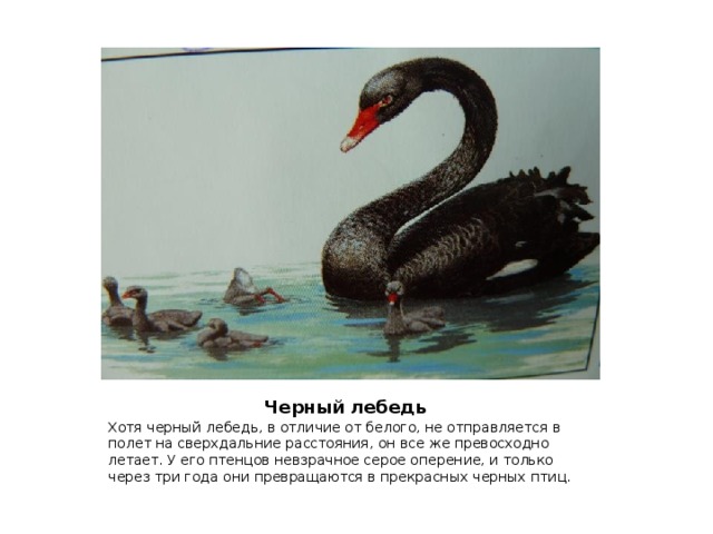  Черный лебедь Хотя черный лебедь, в отличие от белого, не отправляется в полет на сверхдальние расстояния, он все же превосходно летает. У его птенцов невзрачное серое оперение, и только через три года они превращаются в прекрасных черных птиц. 