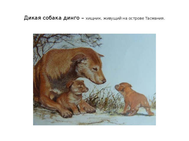 Дикая собака динго – хищник, живущий на острове Тасмания. 