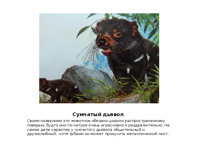  Сумчатый дьявол Своим названием это животное обязано широко распространенному поверью, будто оно по натуре очень агрессивно и раздражительно. На самом деле характер у сумчатого дьявола общительный и дружелюбный, хотя зубами он может прокусить металлический лист. 