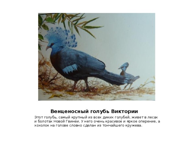  Венценосный голубь Виктории Этот голубь, самый крупный из всех диких голубей, живет в лесах и болотах Новой Гвинеи. У него очень красивое и яркое оперение, а хохолок на голове словно сделан из тончайшего кружева. 