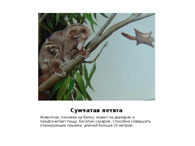  Сумчатая летяга Животное, похожее на белку, живет на деревьях и предпочитает пищу, богатую сахаром. Способна совершать планирующие прыжки длиной больше 15 метров. 