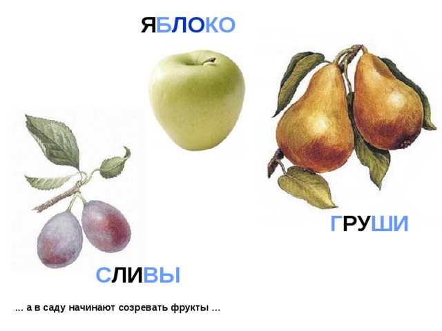 Я Б ЛО КО Г РУ ШИ С ЛИ ВЫ ... а в саду начинают созревать фрукты … 