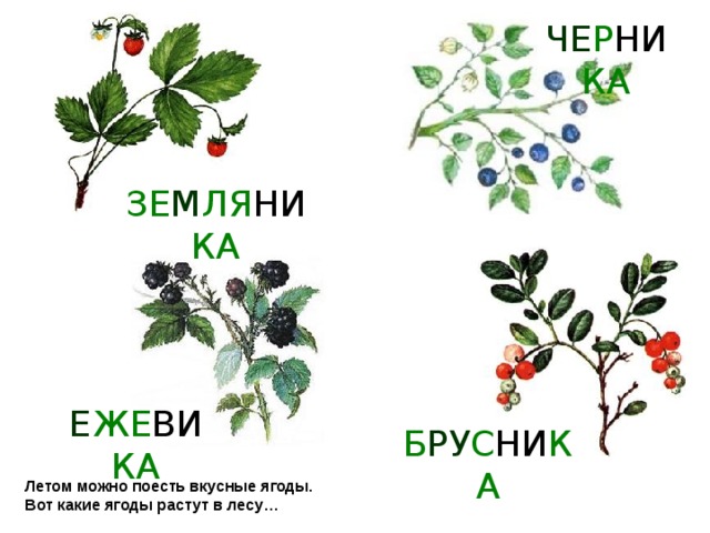 ЧЕ Р НИ КА ЗЕ М ЛЯ НИ КА Е ЖЕ ВИ КА Б РУ С НИ КА Летом можно поесть вкусные ягоды.  Вот какие ягоды растут в лесу …  