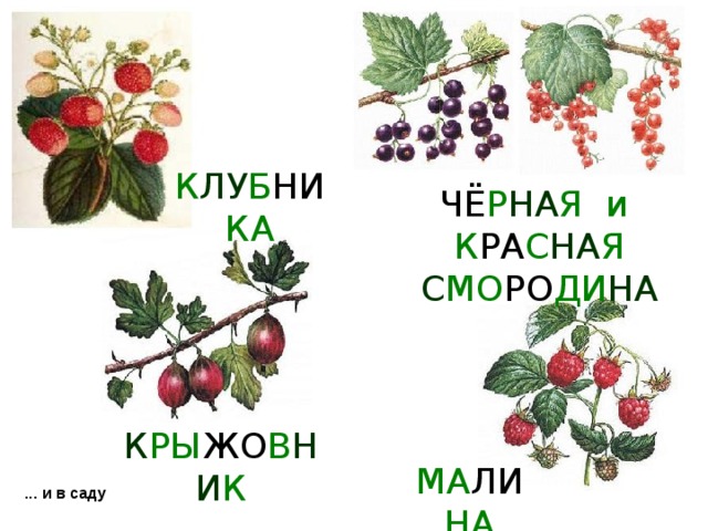 К ЛУ Б НИ КА ЧЁ Р НА Я  и К РА С НА Я С МО РО ДИ НА К РЫ ЖО В НИ К МА ЛИ НА ... и в саду 